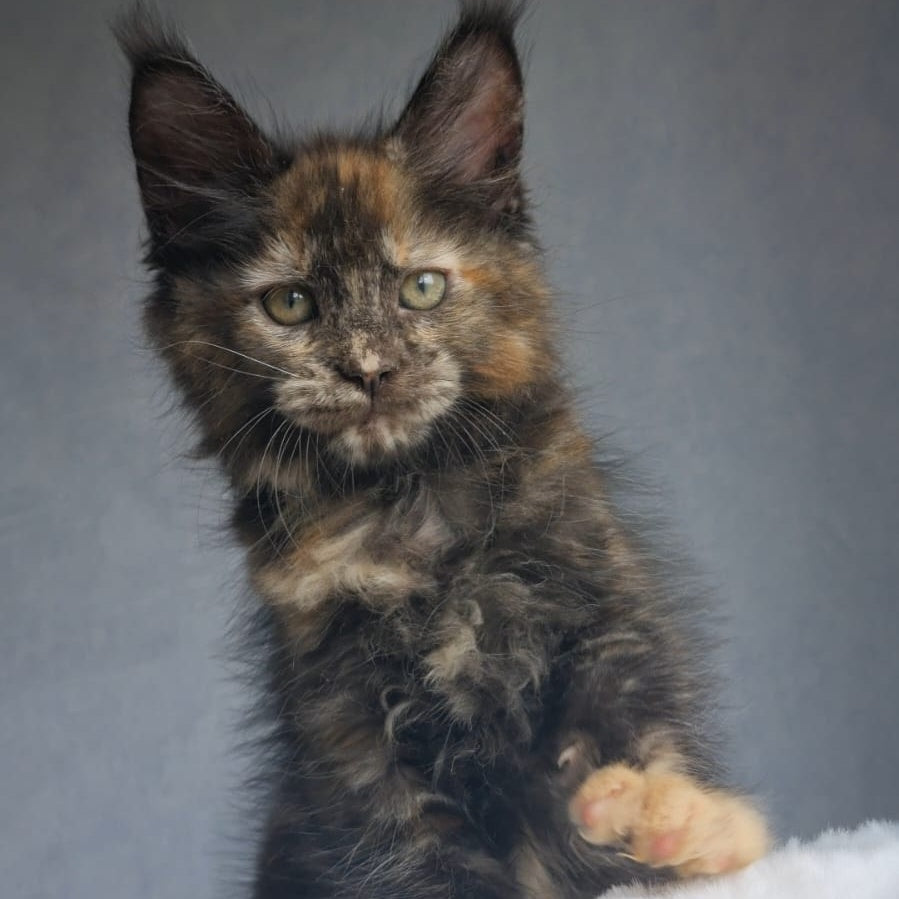 Pandora Maine Coon female, black tortie