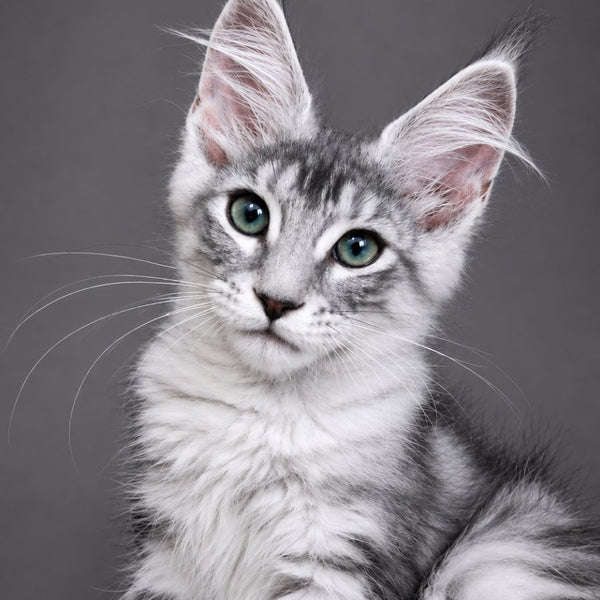 Lily Maine Coon female, black silver tabby
