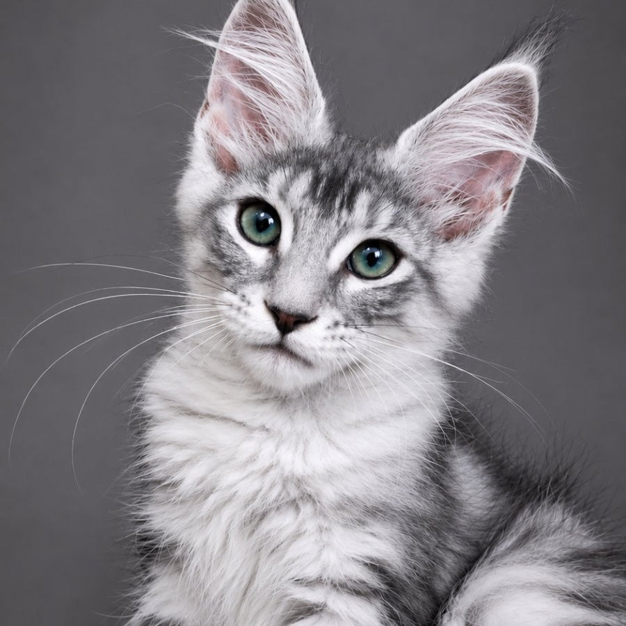 Lily Maine Coon female, black silver tabby