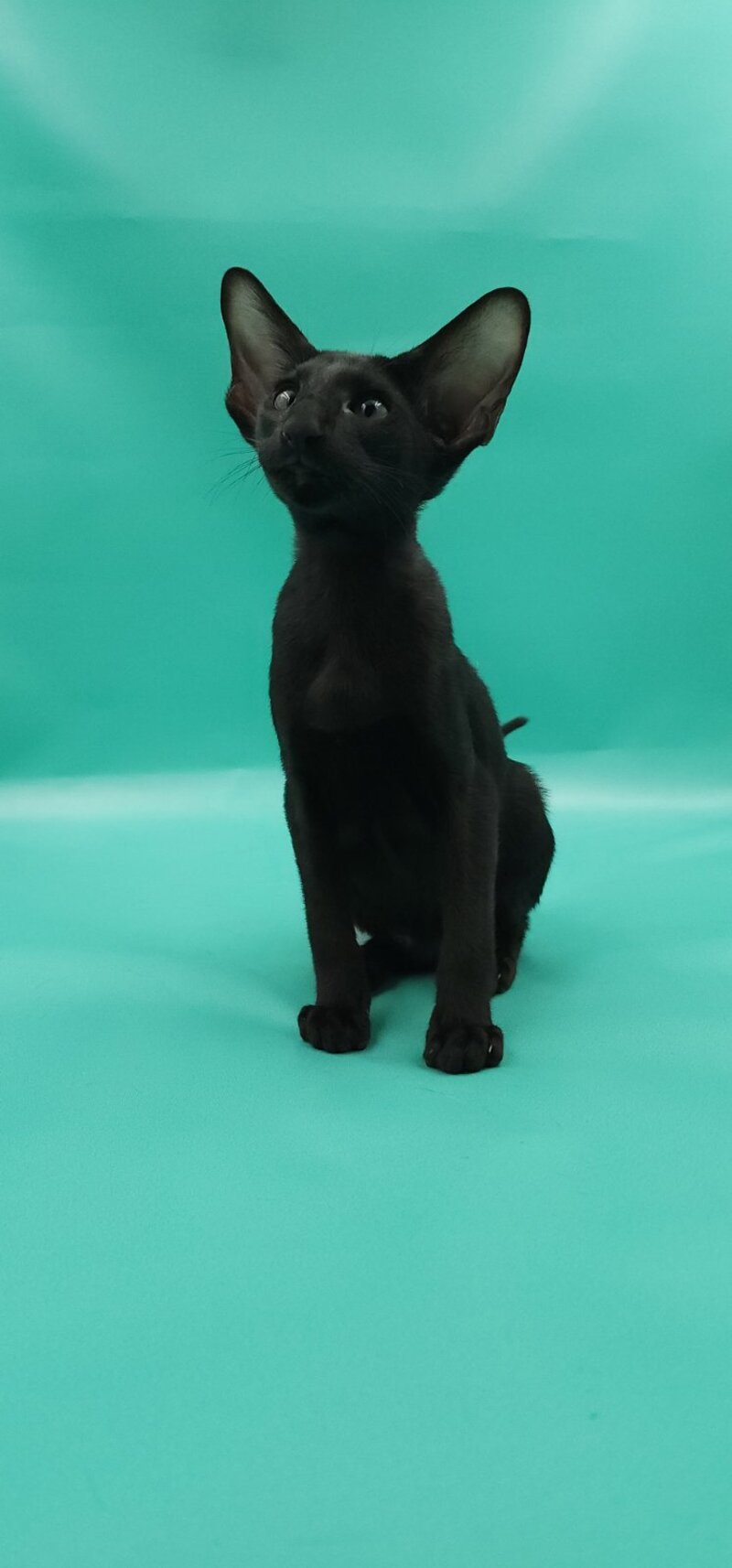 Romeo Oriental Shorthair male, black