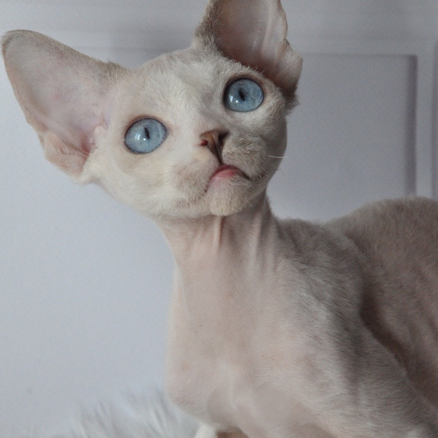 Tolik Devon Rex male, blue bicolour pointed