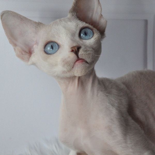 Tolik Devon Rex male, blue bicolour pointed