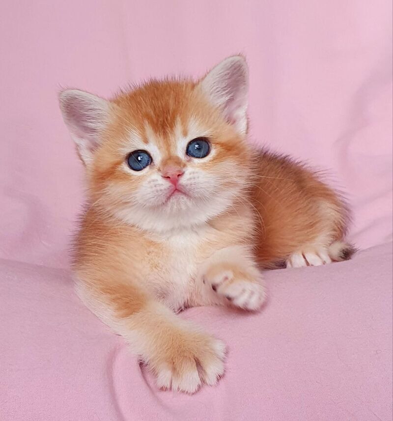 Tiffani British Shorthair female, black golden chinchilla