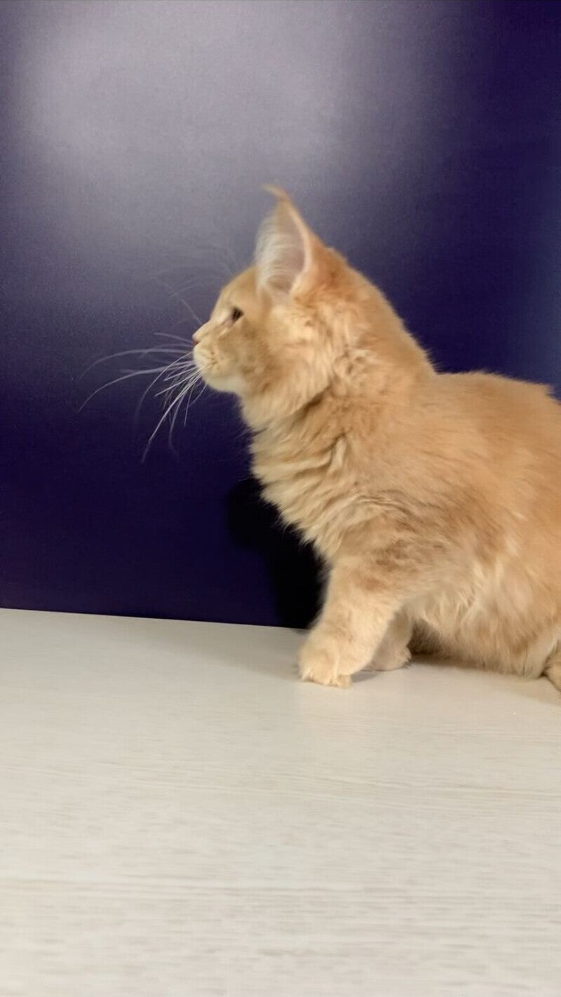 Vatican Maine Coon male, cream ticked tabby
