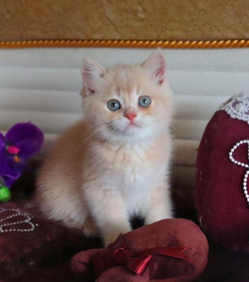 Roman British Shorthair male, cream golden chinchilla