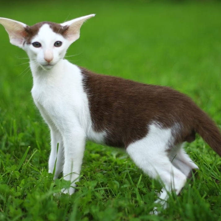Puri Bembi Oriental Shorthair male, chocolate bicolour