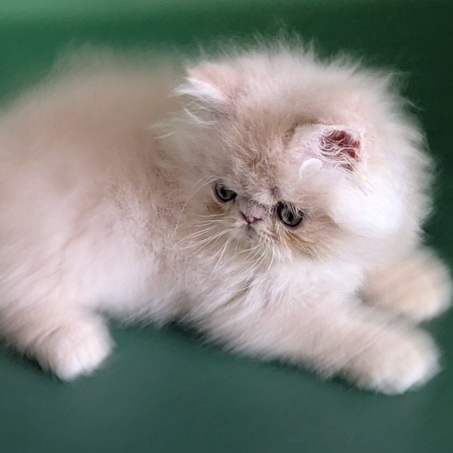 Tom Persian male, cream tabby