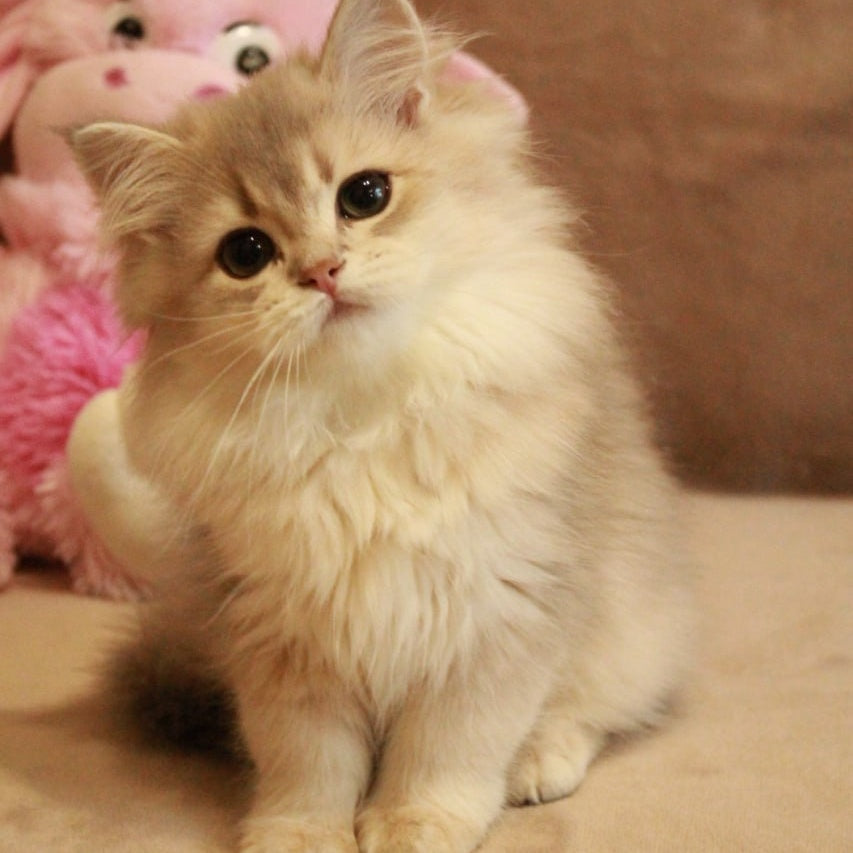 Olivia British Longhair female, blue golden shaded