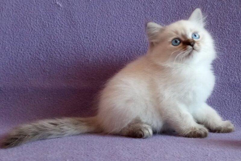 Cecero Neva Masquerade male, blue tabby