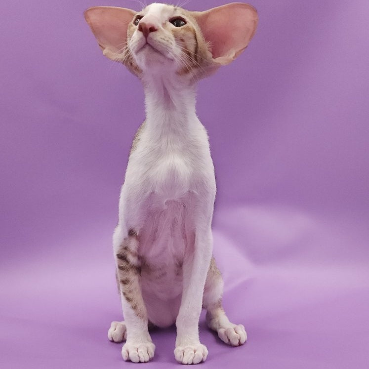 Winner Oriental Shorthair male, cinnamon spotted tabby bicolour