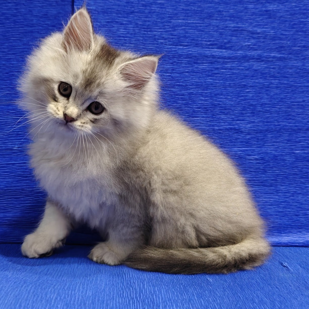 Nikos Maine Coon male, black silver shaded