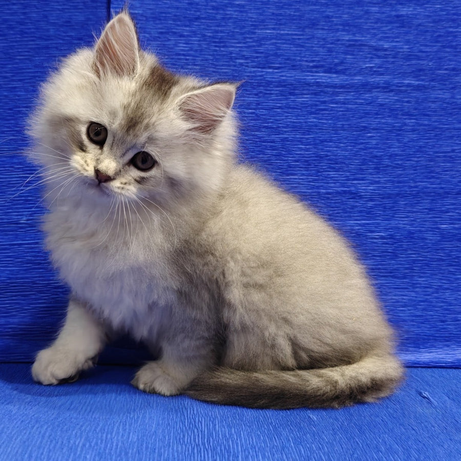 Nikos Maine Coon male, black silver shaded