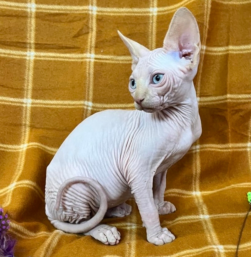 Dekster Canadian Sphynx male, red pointed