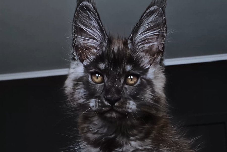 Kasperov Maine Coon male, black silver