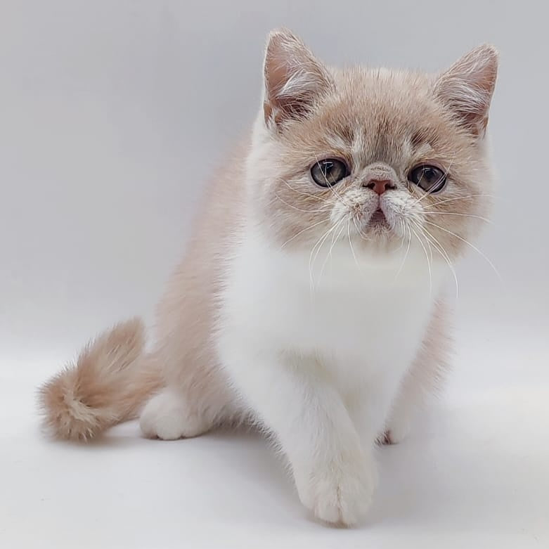 Kira Exotic female, cream bicolour