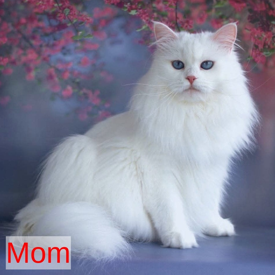 Georgina Siberian female, black with white tabby pointed