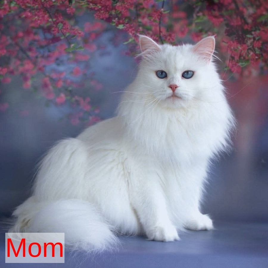 George Siberian male, white