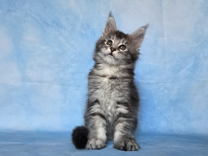 Quetzal Maine Coon female, black silver ticked tabby