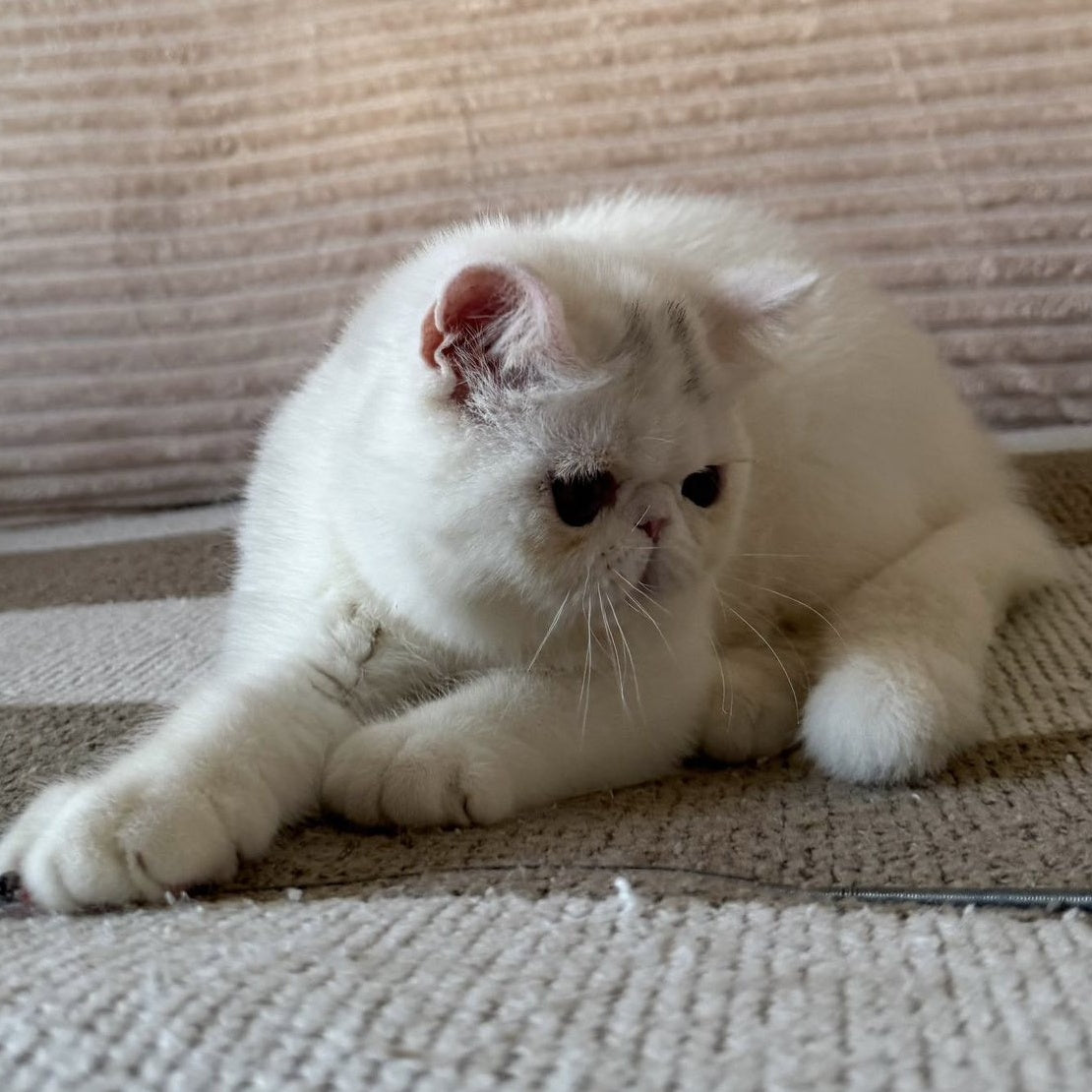 Kimberly Exotic female, white