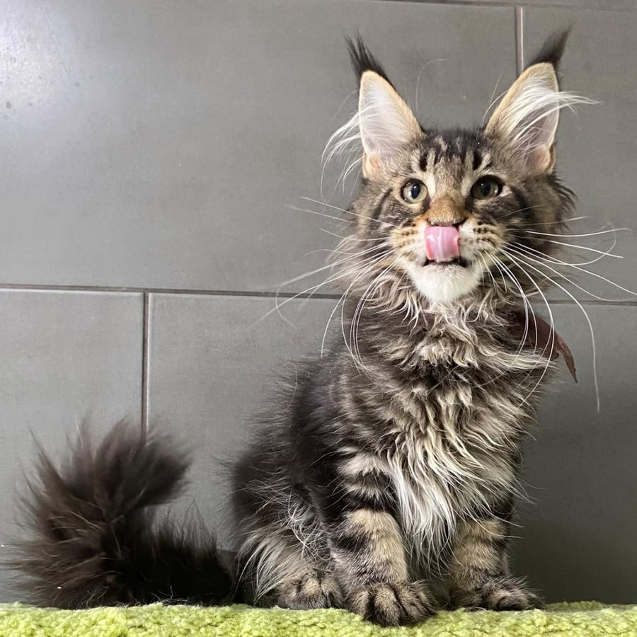 Albasatin Maine Coon male, black tabby