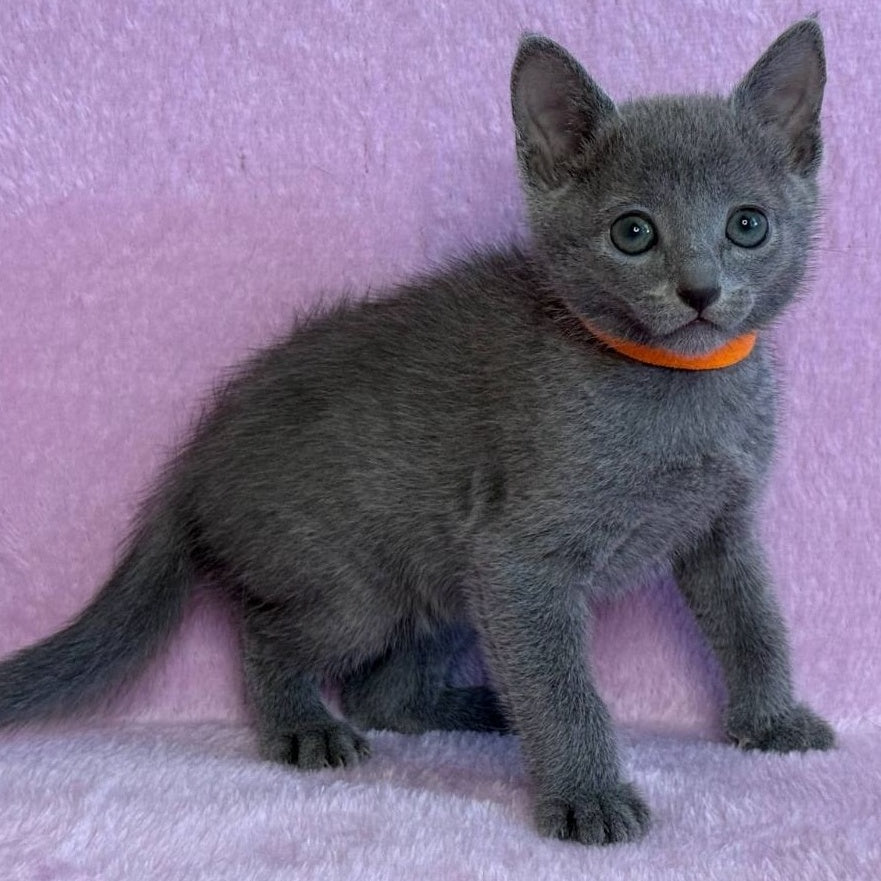 Laffy Russian Blue female, blue