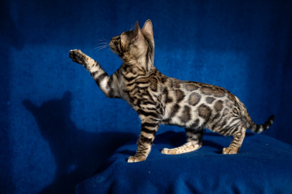 Kent Bengal male, black spotted tabby