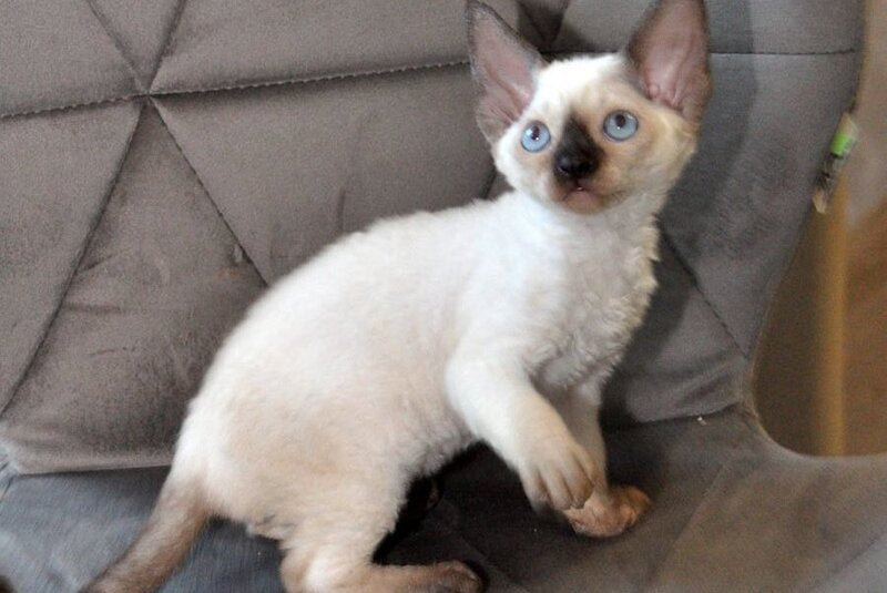 Terra Devon Rex female black pointed - live animals