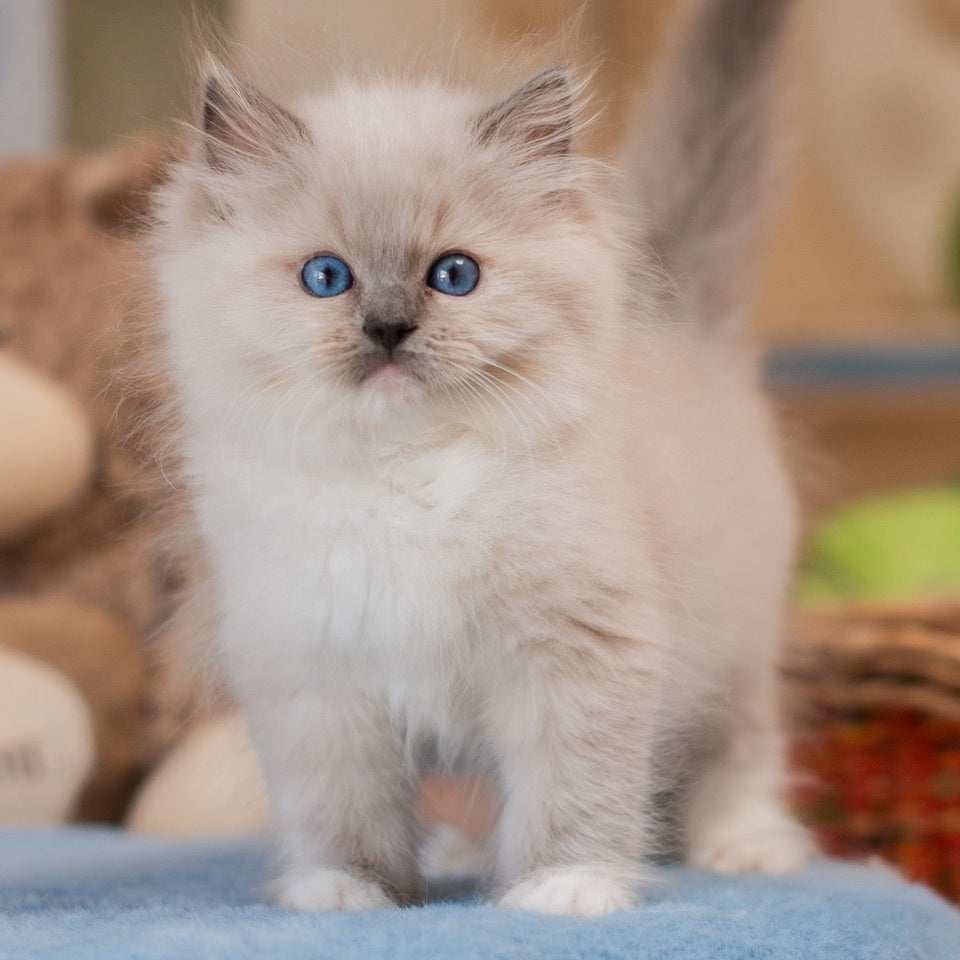 Yale Ragdoll male, blue mitted