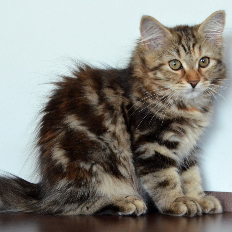 Tamina Siberian female, black tortie tabby