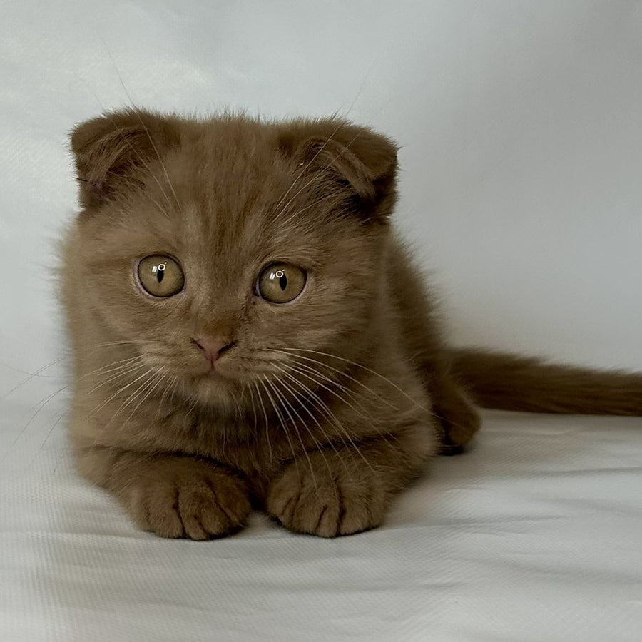 Lim Scottish Fold male, cinnamon