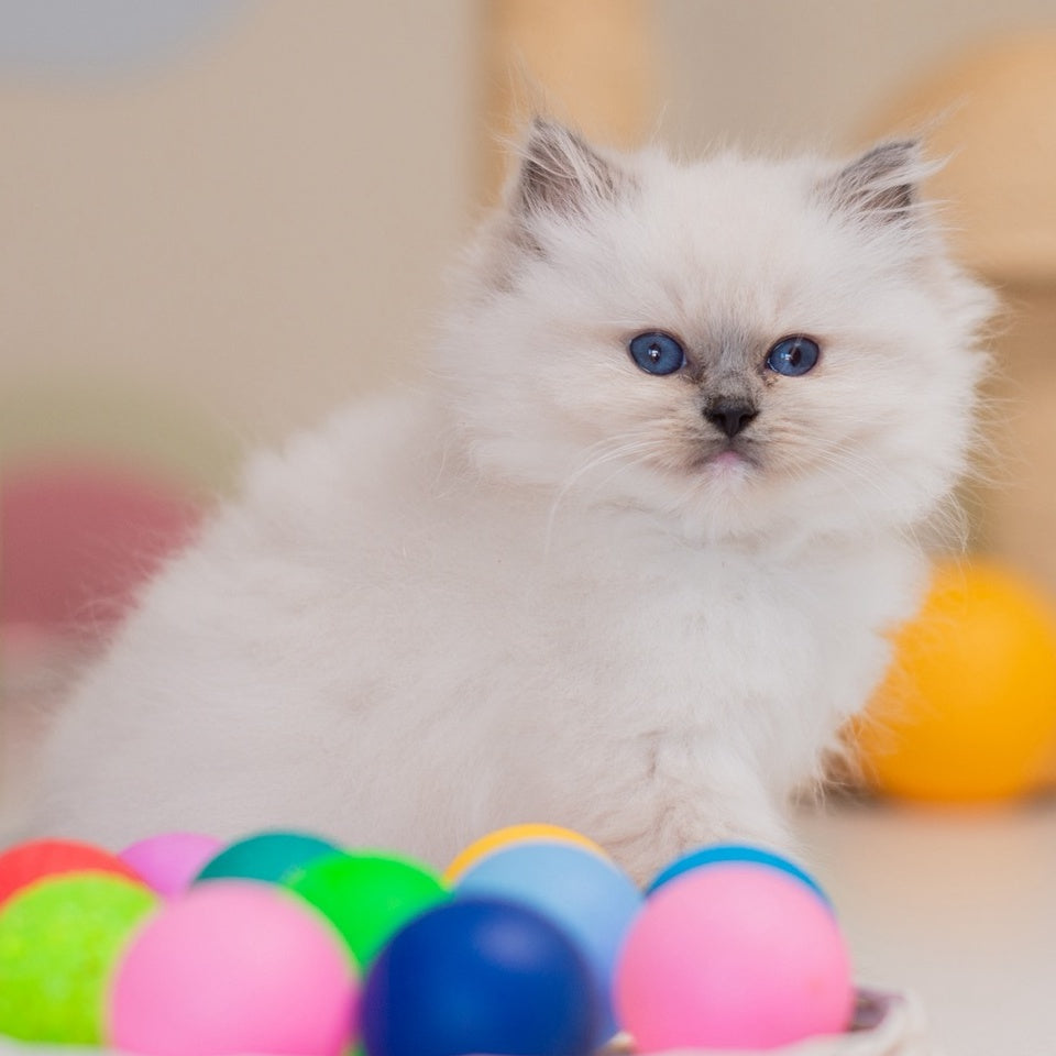 Yvette Ragdoll female, blue mitted