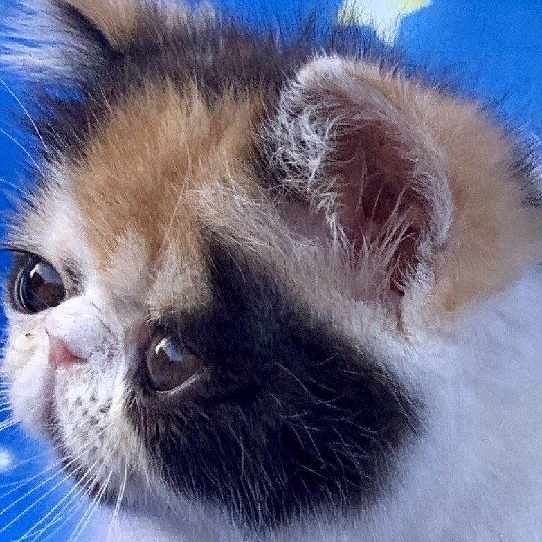 Zarina Exotic female, black tortie harlequin