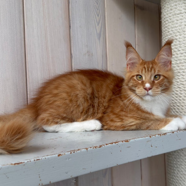 Niki Maine Coon male, red spotted tabby bicolour