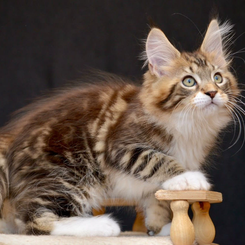 Zeus Maine Coon male, black with white tabby