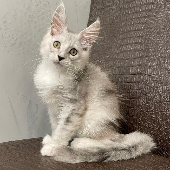 Kira Maine Coon female, black silver bicolour ticked tabby