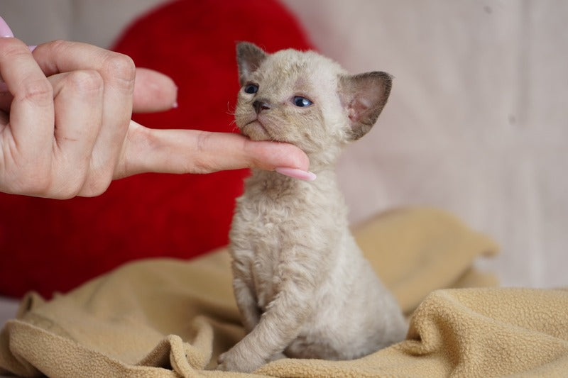 Nona Devon Rex female chocolate pointed - live animals
