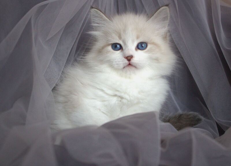 Faraon Siberian male, black bicolour tabby pointed