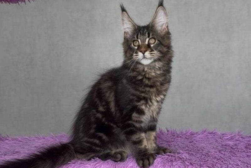 Victor Maine Coon male, black tabby