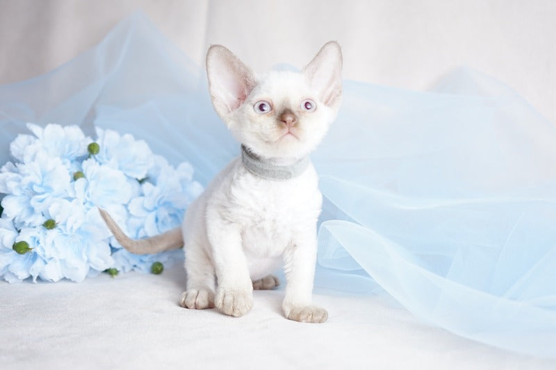 Oliver Devon Rex male, cinnamon pointed