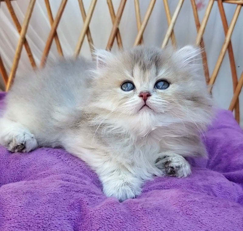 Zlata British Longhair female blue golden ticked tabby - live animals