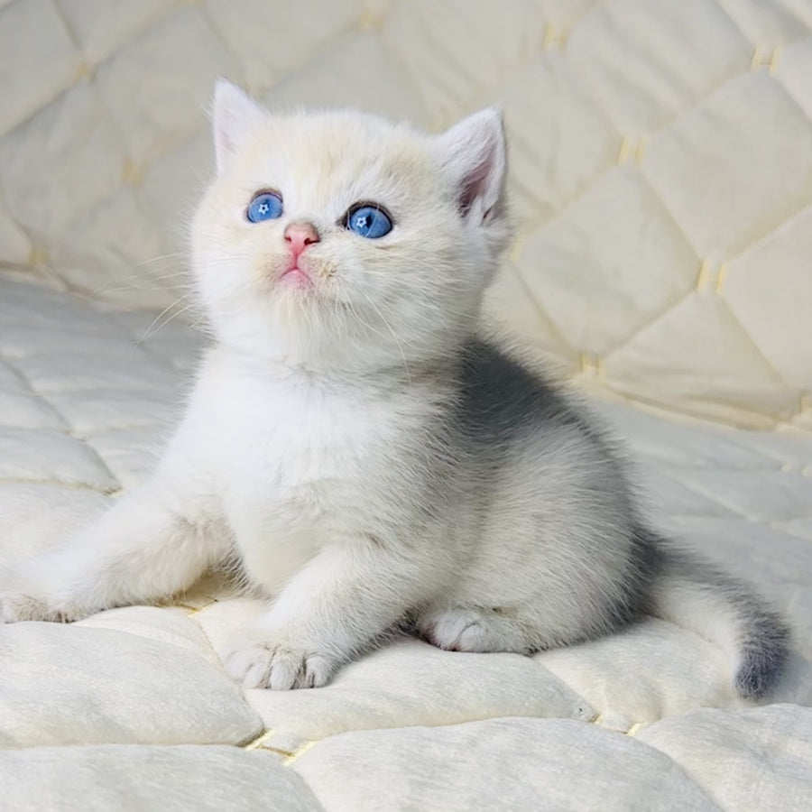 Fistashka British Shorthair female, blue golden shaded