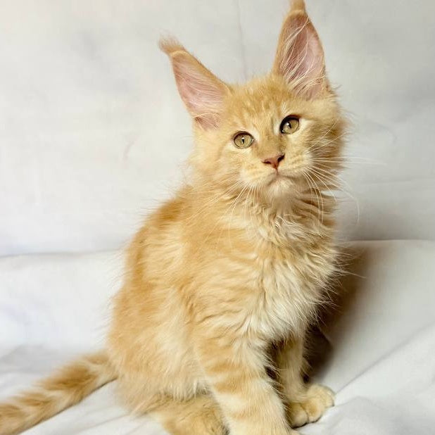 Lazarus Maine Coon polydactyl 6x6x6x6 male, cream silver tabby
