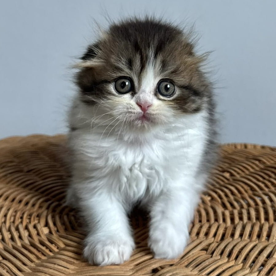 Kash Scottish Fold female, black tabby bicolour