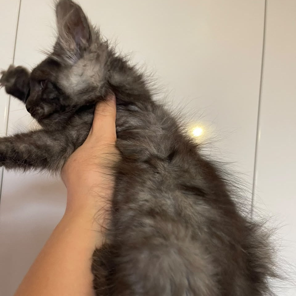 Ash Maine Coon male, black silver