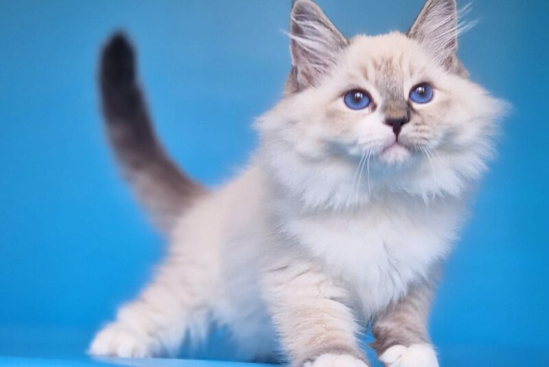 Amur Siberian male black with white tabby pointed - live animals