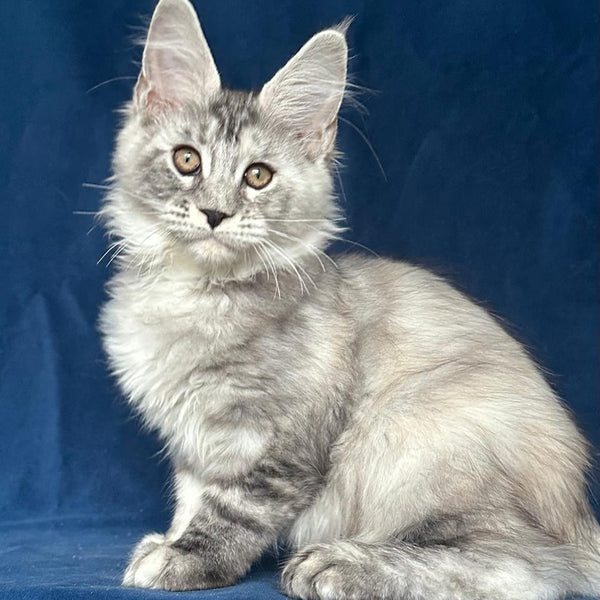 Liya Maine Coon polydactyl 6x6x6x6 female, black tortie silver ticked tabby