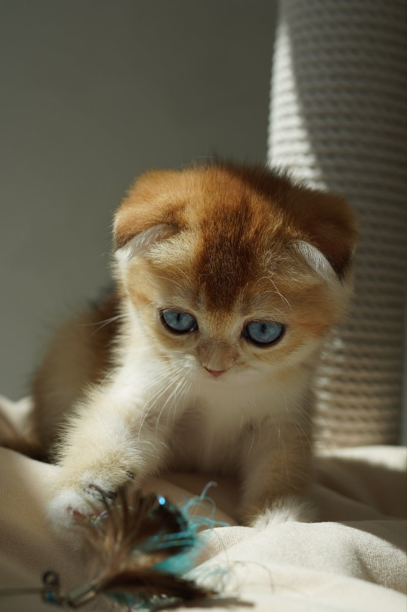 Queenie Scottish Fold female, black golden shaded with white
