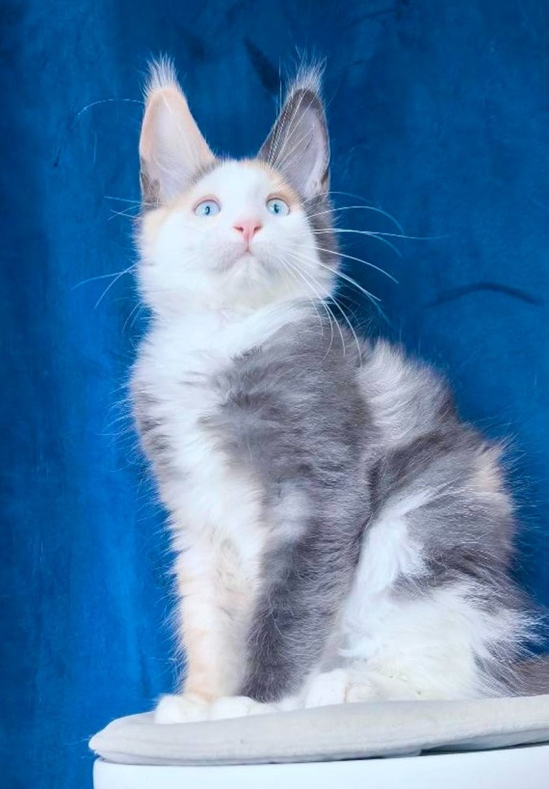Ledi Dior Maine Coon female, blue tortie silver bicolour