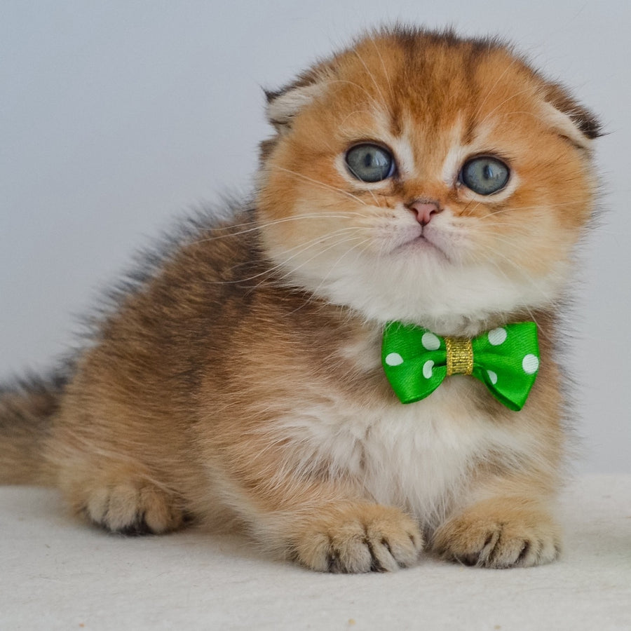 Hunter Munchkin male, black golden ticked tabby