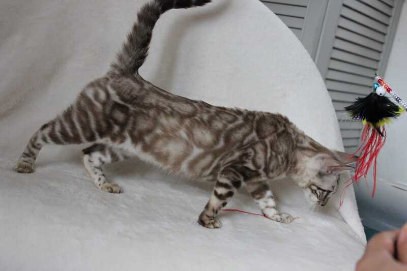 Tamila Bengal female, black spotted tabby pointed